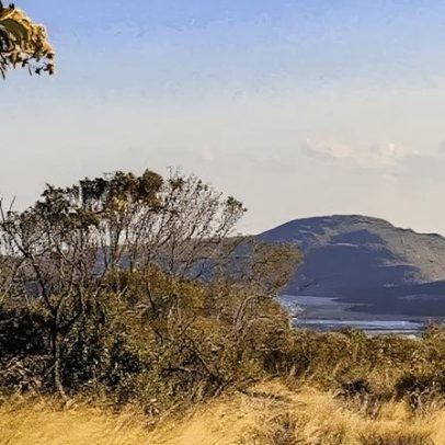 Mudanças climáticas reduzem floração de 31 espécies do Cerrado em SP