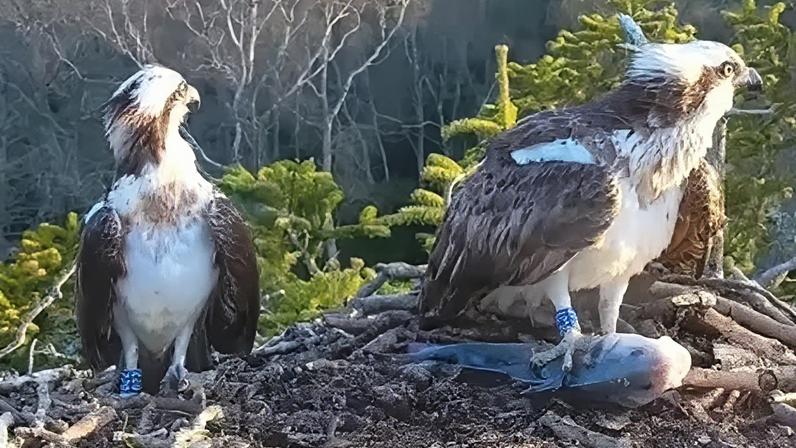 Águias-pesqueiras retornam, evitando dilemas amorosos da temporada passada