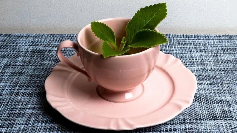 Chá de boldo: para que serve e três receitas para o dia a dia