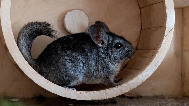 As chinchilas são animais cheios de particularidades