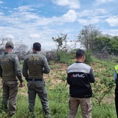 Desmatamento ilegal em MG atinge área de 1,4 mil campos de futebol