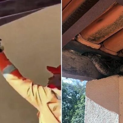 Jiboia de 1 m é encontrada em varanda e mobiliza bombeiros no interior de Minas