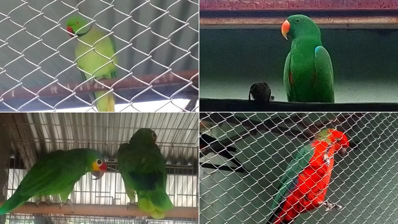 Operação desmanchou comércio ilegal localizado no Centro-Oeste de Minas