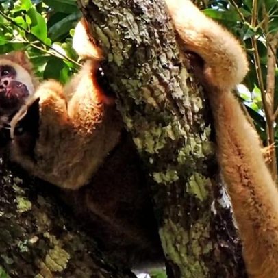 Animais de uma das espécies mais ameaçadas do Brasil são resgatados em MG