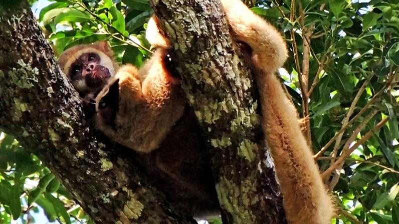 Animais de uma das espécies mais ameaçadas do Brasil são resgatados em MG
