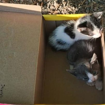 Mulher é indiciada por abandonar e matar filhotes de gato em MG