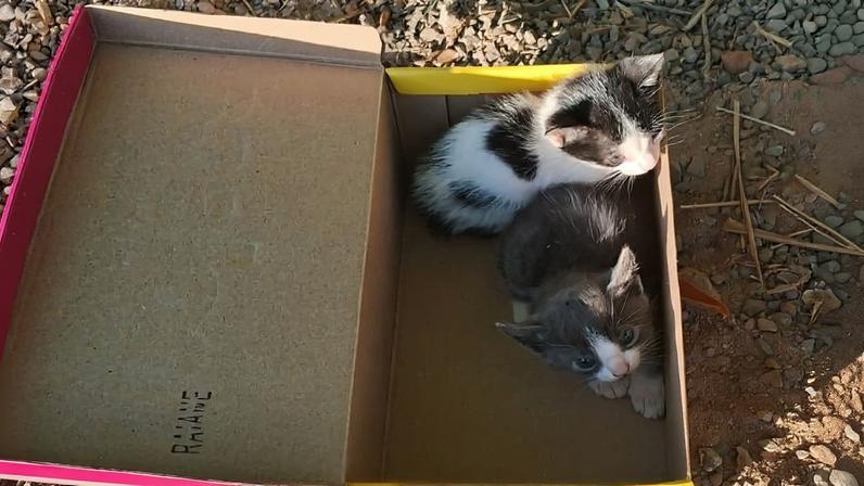 Filhotes de gato foram abandonados dentro de caixa de sapato