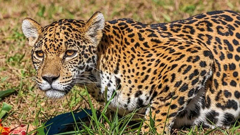 Onça-pintada Maya pode voltar a ser vista pelos visitantes do Zoológico de BH