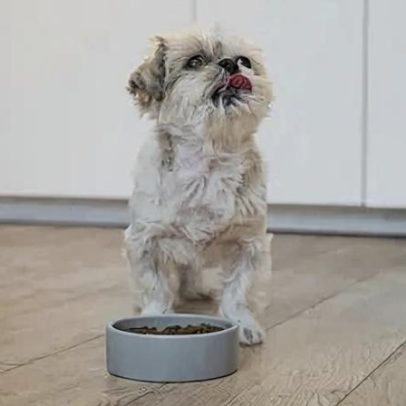 Guia prático para escolher a ração ideal para cães e gatos