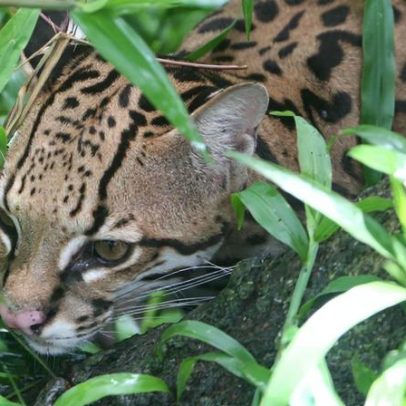 Ocelote raro avistado em Cozumel, México, de ameaçado a invasivo