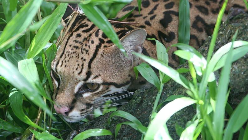 Ocelote raro avistado em Cozumel, México, de ameaçado a invasivo