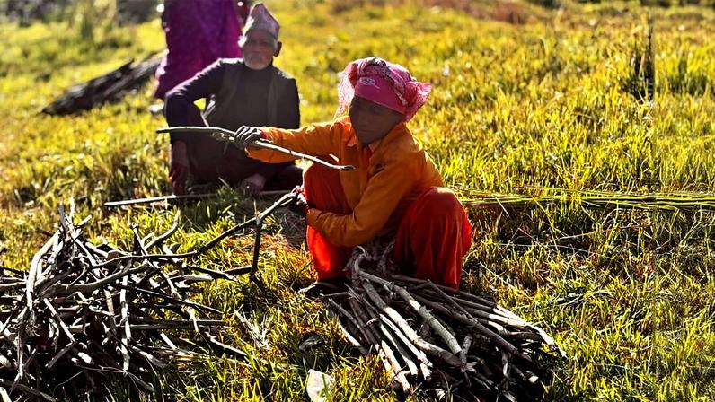 Residents of a buffer zone collecting firewood. Image by Abhaya Raj Joshi/Mongabay.