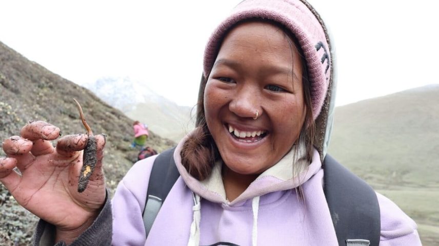 Pranisha Pun harvests a cordyceps mushroom in western Nepal. Image by Sushil Mainali / ANSAB.