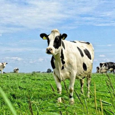 Crise do nitrogênio na Holanda afeta agropecuária e políticas ambientais