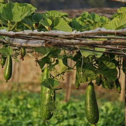 Novo método agrícola substitui o jhum tradicional nas colinas de Bangladesh