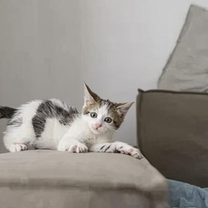 Como adaptar a casa com segurança para receber um pet