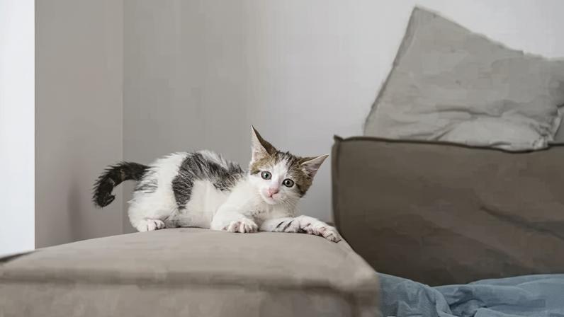 Como adaptar a casa com segurança para receber um pet