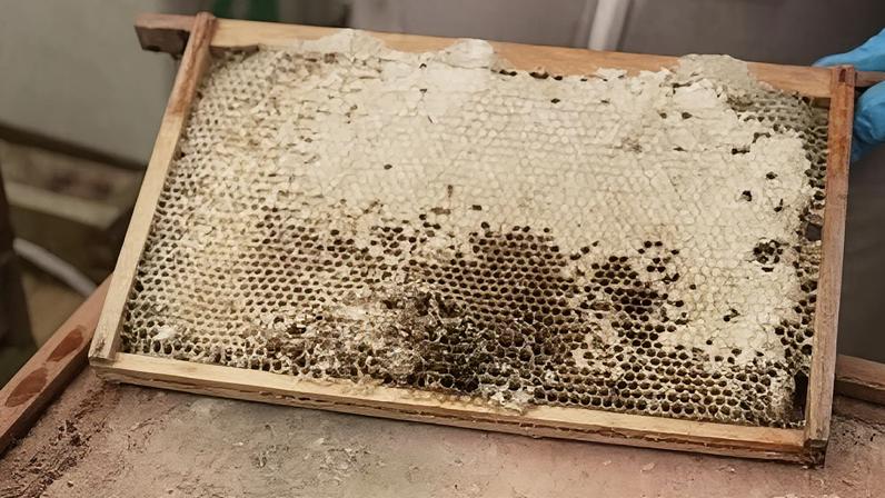 Inverno úmido pode explicar perdas devastadoras de abelhas