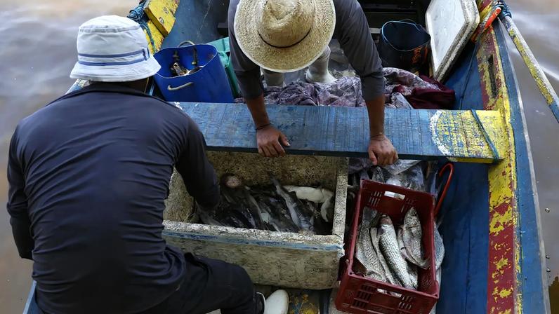 Magé (RJ), 16/10/2024 - Pesca artesanal da tainha na praia do Sossego, na Baía de Guanabara. Foto: Fernando Frazão/Agência Brasil