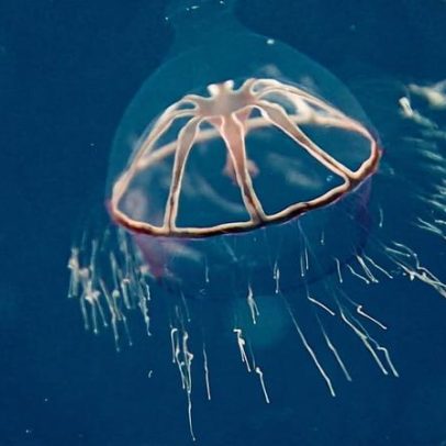 Regras de mineração em alto-mar enfrentam atrasos, apesar de urgência