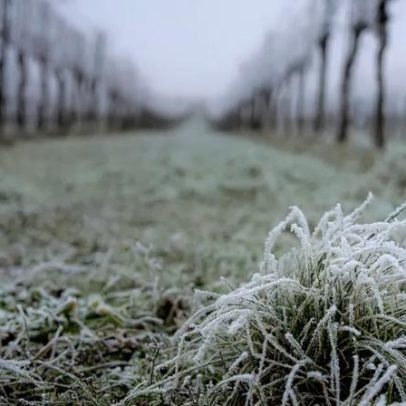 Em Chablis, vinicultores enfrentam geada para salvar colheita