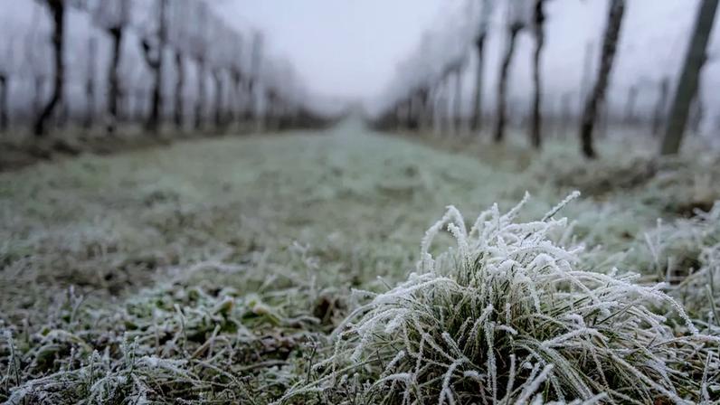 Em Chablis, vinicultores enfrentam geada para salvar colheita