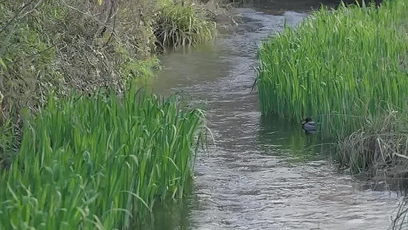 Defensores pressionam por maior proteção aos rios de calcário