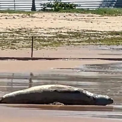 Elefante-marinho é encontrado morto em Alagoas após dias desaparecido