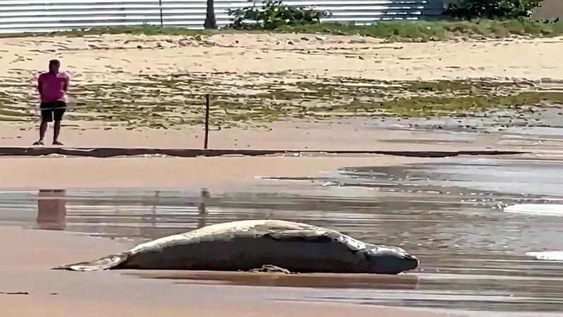 Elefante-marinho passeia por praias de Alagoas enquanto muda a pelagem. Frame Anna Constant