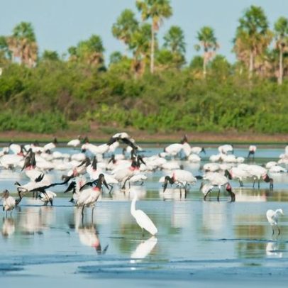 Novas áreas de proteção ambiental são criadas no Cerrado e no Pantanal