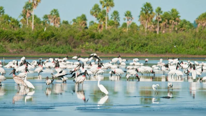 FOTO DE ARQUIVO - Novas áreas de proteção ambiental no Cerrado e no Pantanal. Reserva de Desenvolvimento Sustentável. Estação Ecológica de Taiamã. Foto: Palê Zuppani/ICMbio