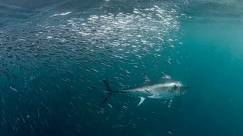 Recreational fishers can apply for a permit to fish Atlantic bluefin tuna