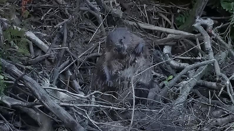 Lontras soltas se estabelecem após um ano de altos e baixos