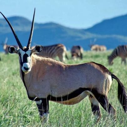 Reserva sul-africana mostra como carbono catalisa rewilding
