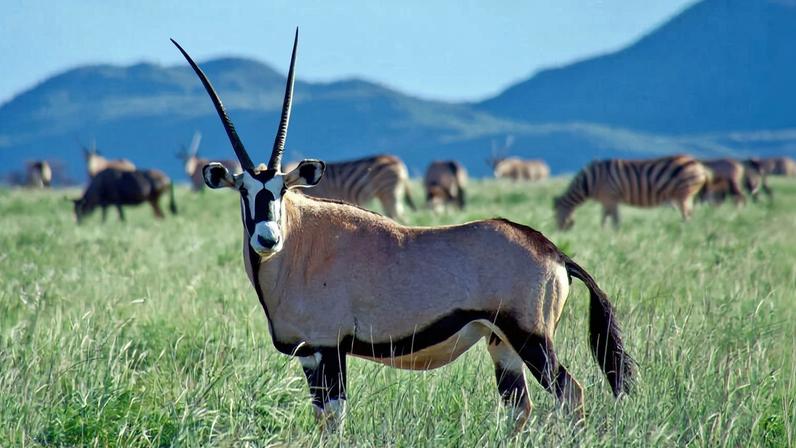 A gemsbok (Oryx gazella), also known as the South African oryx, in a mixed herd of herbivores at Tswalu. Image by John Cannon/Mongabay.