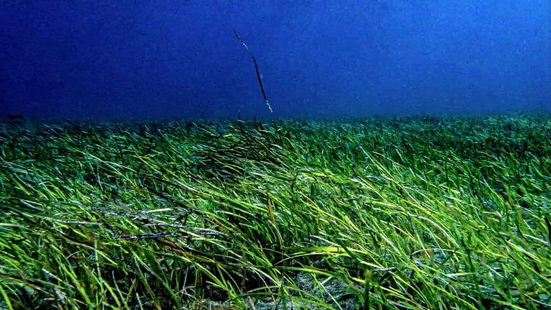 Seagrass meadows, which rarely draw the attention given to coral reefs or mangrove forests, perform a steady but important task: they help hold coasts in place.