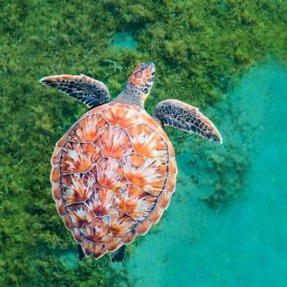 Salvar pradarias de ervas marinhas pode proteger as costas do mundo