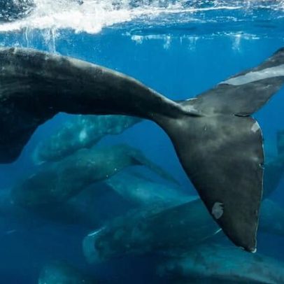 A lacuna na fiscalização das leis dos oceanos