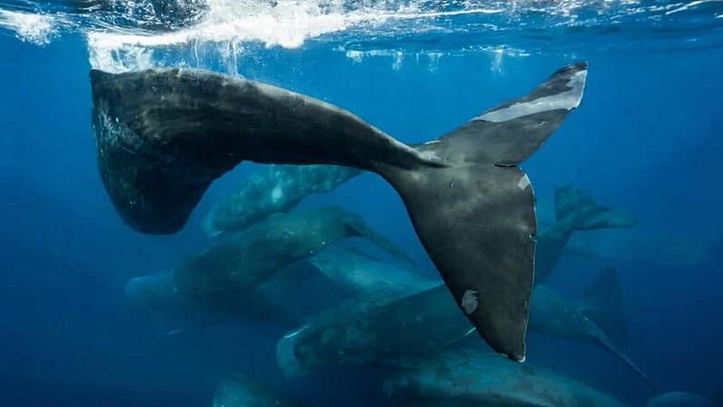 Sperm Whales Up Close Underwater in Indian Ocean, Western Australia. Photo credit: © Alex Westover