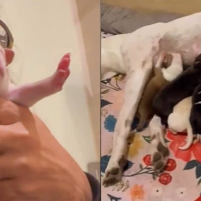 Cadela resgatada por Salma Hayek dá à luz mais de 10 filhotes