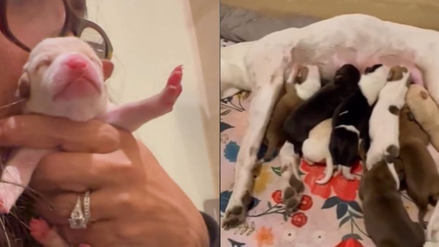 Cadela resgatada por Salma Hayek dá à luz mais de 10 filhotes