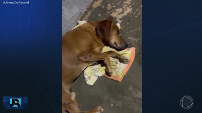 Polícia conclui investigação sobre agressão contra o cão Jhonny e indicia idosa por maus-tratos