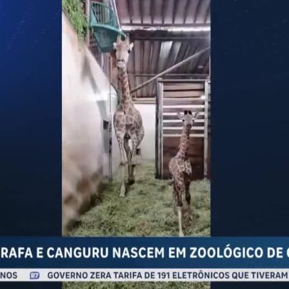 Girafa e canguru-vermelho nascem em zoológico de Cotia