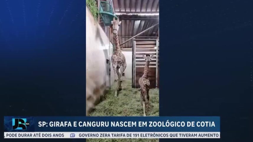 Girafa e canguru-vermelho nascem em zoológico de Cotia, na Grande São Paulo