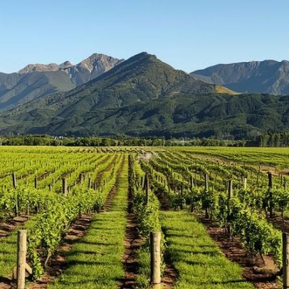 Produtores de vinho de Marlborough enfrentam anos desafiadores pela frente