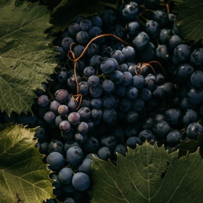 Semente de videira medieval revela linhagem de 600 anos do Pinot Noir
