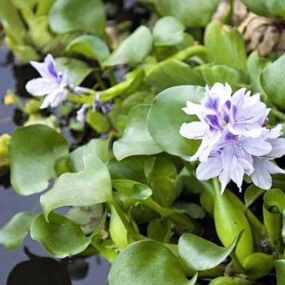 Jacinto-d'água impulsiona produção de gin no Camboja