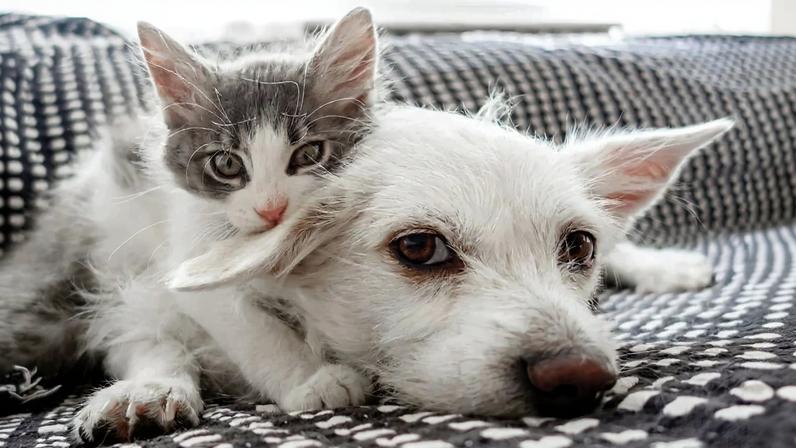 Brasil supera 160 milhões de pets – crescimento é liderado por pequenos animais e gatos