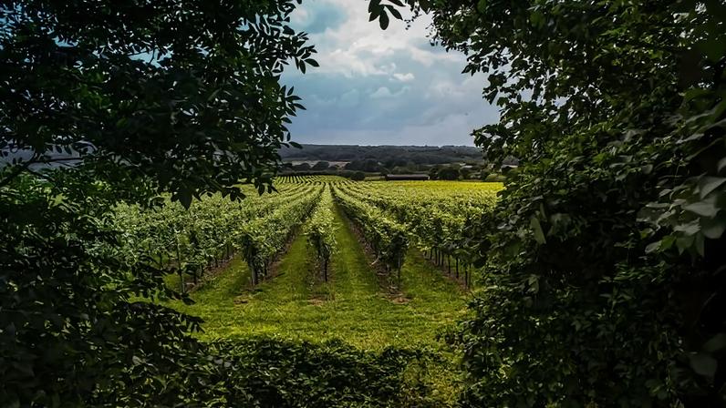WineGB has published its 2025 harvest report alongside the latest edition of its viticultural Green Book as the new growing season begins. Data from the Food Standards Agency confirms a sharp rise in UK wine production following what producers describe as an unusually favourable year.