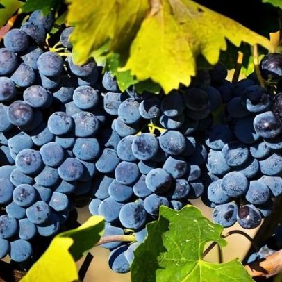 Inscrições abertas para o Global Sangiovese Masters 2026